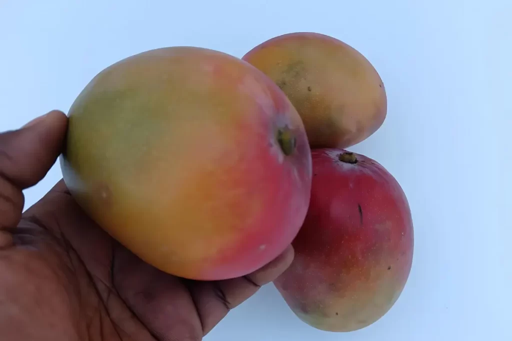 Gently-squeeze-the-mango